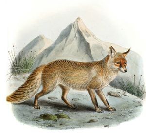 Common Fox Canis Vulpes1 Vintage Illustration
