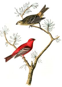 Common Pine Finch Bird Vintage Illustrations