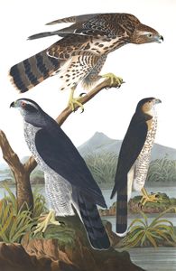 Cooper Hawk Bird Vintage Illustrations