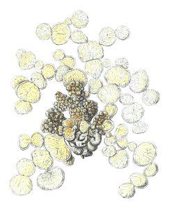 Corallina Difcoidea Vintage Coral Illustration