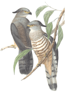 Crested Hawk Bird Vintage Illustrations