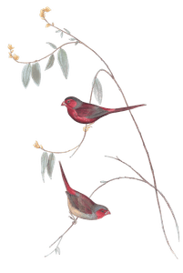 Crimson Finch Bird Vintage Illustrations