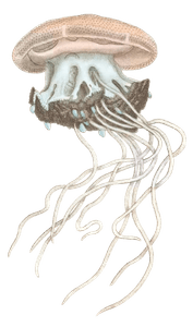 Crowned Jellyfish Medusa Cephea Vintage Jellyfish Illustration