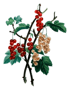 Currant Groseilles Vintage Flower Illustration