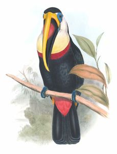 Cuviers Toucan Ramphastos Inca