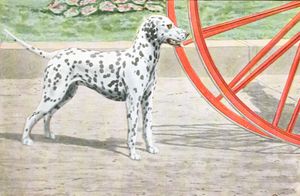 Dalmations Vintage Illustrations