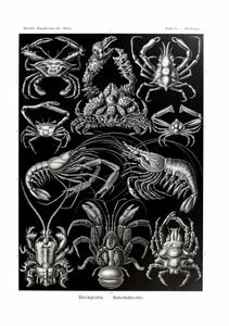 Decapoda Ernst Haeckel Vintage Crab and Lobster Illustrations