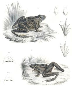 Delalandes River Frog Rana Delalandii and Rana Oxyrhynchus Vintage Illustration