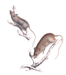 Dendomys Typicus and Melanotis Rats
