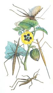 Descriptions Op Some Orthopterous Insects Belonging Vintage Illustration