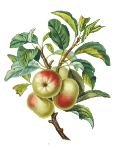 Desert Apple Pomme Dapi Vintage Fruit Illustration