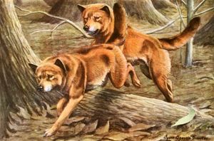 Dingos Vintage Illustrations