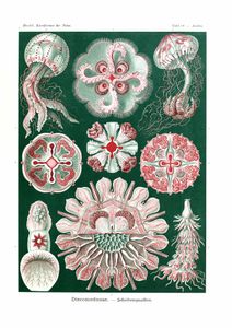 Discomedusae Ernst Haeckel Vintage Jellyfish Illustrations