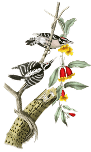 Downy Woodpecker Bird Vintage Illustrations