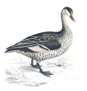 Duck Male Copy