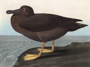 Dusky Albatross Bird Vintage Illustrations