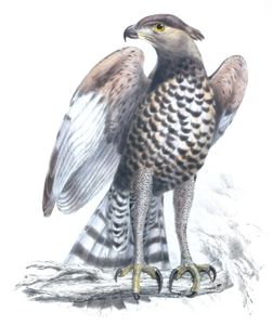 Eagle Copy