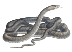 Eastern Green Mamba Snake Naia Angusticeps Vintage Illustration