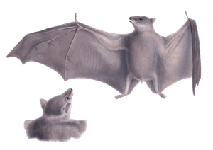 Egyptian Fruit Bat
