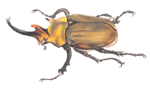 Elephant Beetle Vintage Insect Illustration