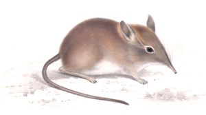 Elephant Shrew Macroscelides Rupestris Vintage Illustration