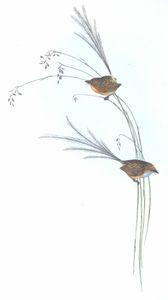 Emu Wren Bird Vintage Illustrations