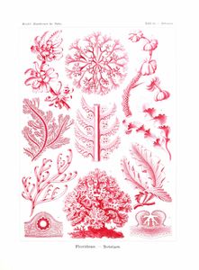Ernst Haeckel Vintage Sea Plant Illustrations