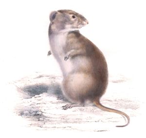 Euryotis Brantsii