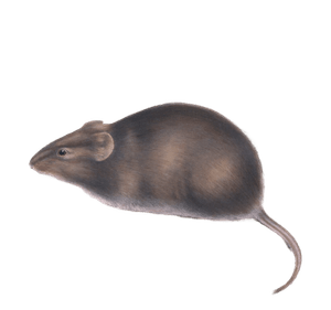 Euryotis Irroratus