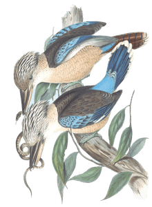 Fawn Breasted Kingfisher Blue Tailed Kookaburra Bird Vintage Illustrations