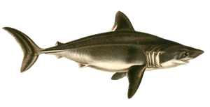 Forbeagle Shark Vintage Illustration E1659941177123