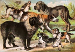 Fox Hound St Vintage Illustrations