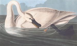 Frumpeter Swan Bird Vintage Illustrations
