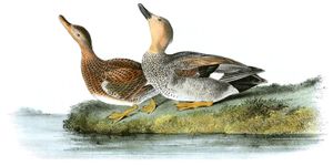 Gadwall Duck Bird Vintage Illustrations