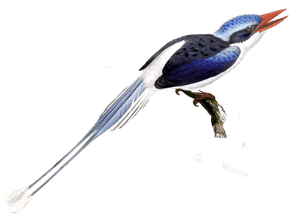 Galatea Kingfisher 2 Bird Vintage Illustration