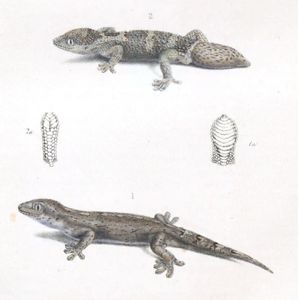 Geko Walbergh and Pachydactylus Rugosus and Hemidactylus Capensis Vintage Illustration
