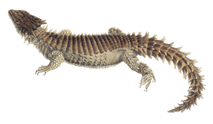 Giant Girdled Lizard Cordylus Gicanteus Vintage Illustration