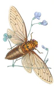 Gigantic Species of Cicada From India Vintage Illustration