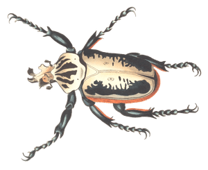 Goliath Beetle Vintage Insect Illustration