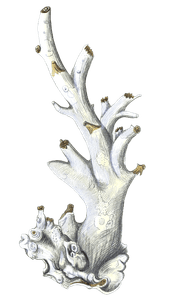 Gorgonia Antipathes 2 Vintage Coral Illustration