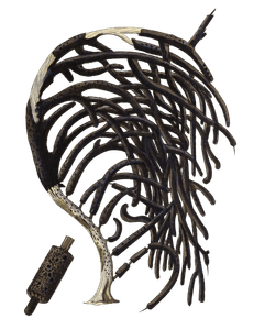 Gorgonia Homomalla Vintage Coral Illustration