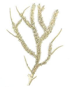 Gorgonia Lepadifera