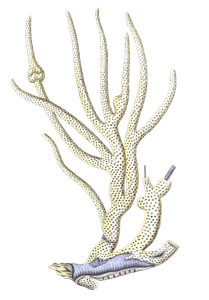 Gorgonia Porofa Vintage Coral Illustration