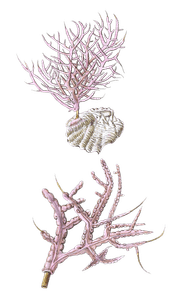 Gorgonia Purpurea Vintage Coral Illustration