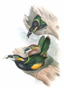 Goulds Toucanet Selenidera Gouldi