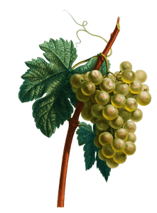 Grapes Raisin Blanc Vintage Fruit Illustration