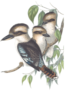 Great Brown Kingfisher Kookaburra Bird Vintage Illustrations