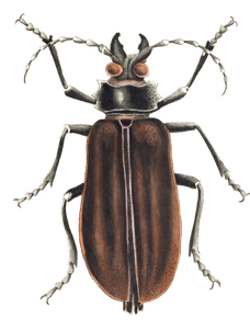 Great Cerambyx Beetle Vintage Illustration