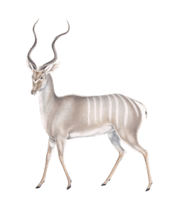 Greater Kudu