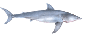 Great White Shark Carcharodon Capensis